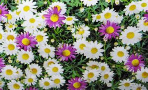Bellis voksdug a